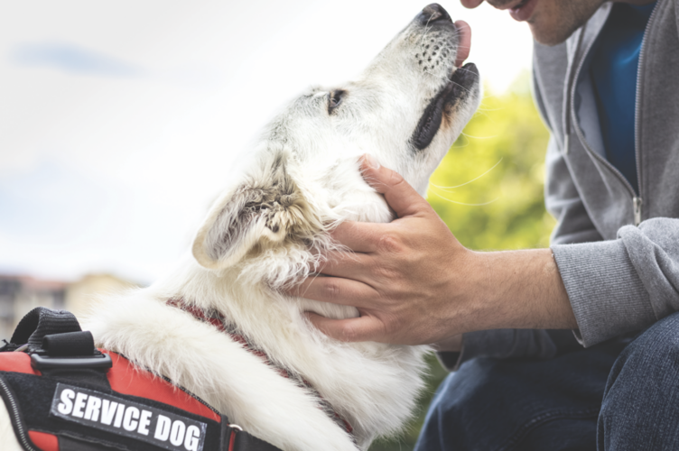 Is it a service dog or a pet? That is the question | News, Sports, Jobs ...